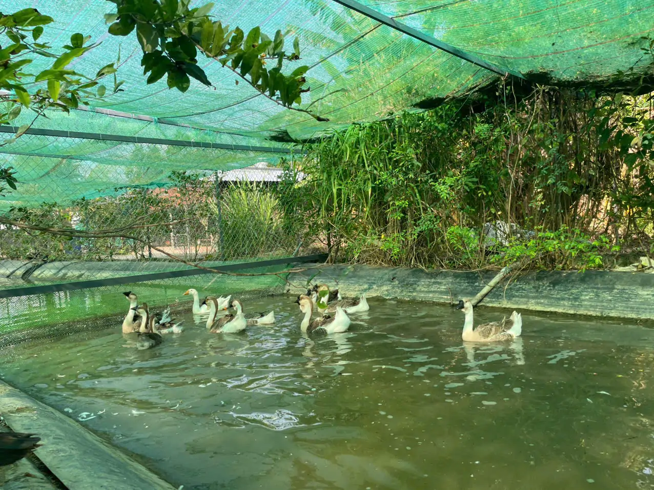 Những lưu &yacute; khi mua con giống lần đầu cần tr&aacute;nh