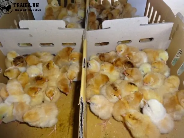 Mua con giống g&agrave; T&agrave;u V&agrave;ng Việt Nam ở đ&acirc;u uy t&iacute;n