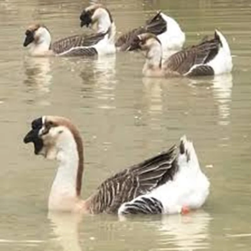 Mô hình nuôi lợn rừng bán hoang dã