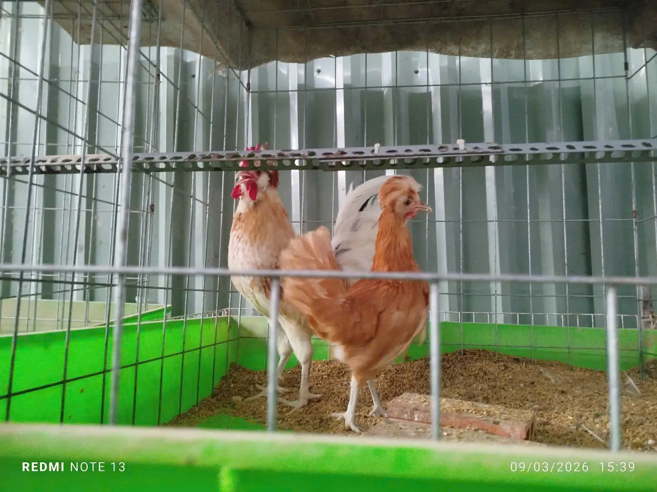 Những sai lầm phổ biến khi mua con giống lần đầu cần tr&aacute;nh