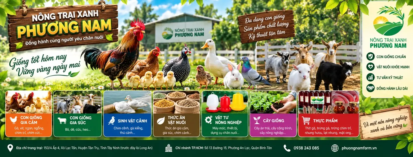 Gà Ai Cập Vằn Có Gì Lạ? 7 Điều Người Nuôi Gà Siêu Trứng Ít Biết