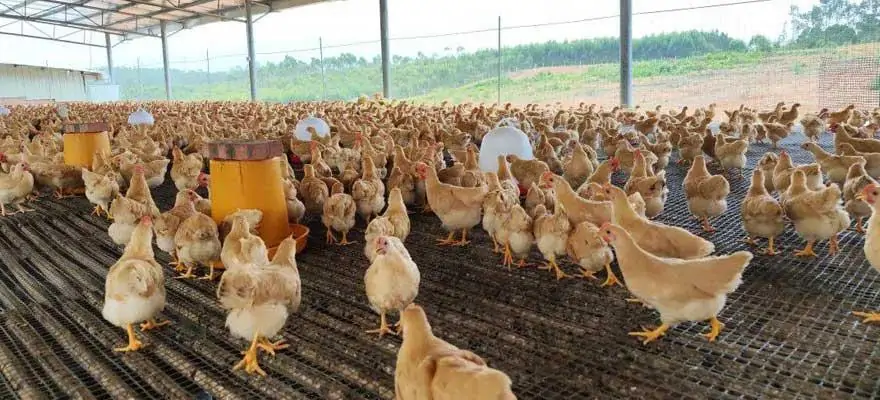Nuôi 100 con gà tàu vàng cần bao nhiêu vốn