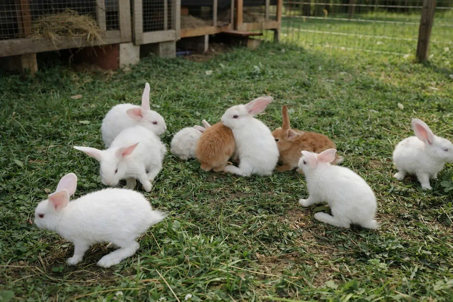 mua thỏ kiểng ở đ&acirc;u uy t&iacute;n