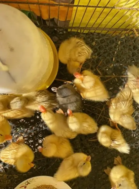 Vì sao Vịt Call Duck được gọi là thú cưng quốc dân