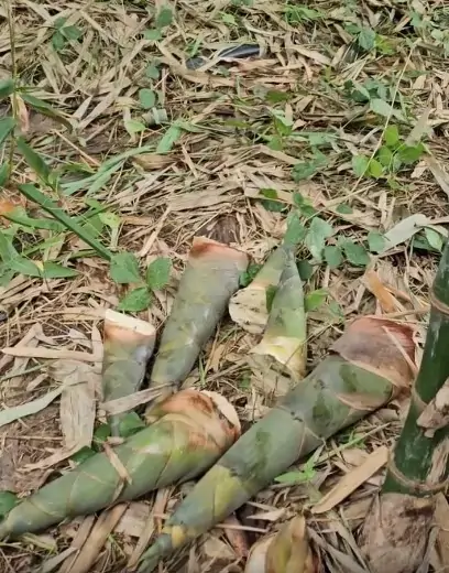 C&aacute;ch trồng măng tre tứ qu&yacute; hiệu quả