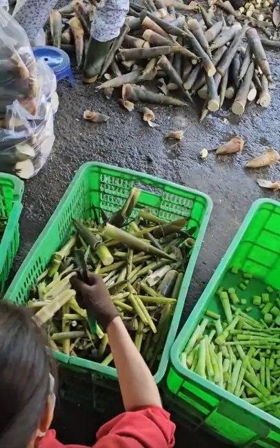 C&aacute;ch trồng măng tre tứ qu&yacute; hiệu quả