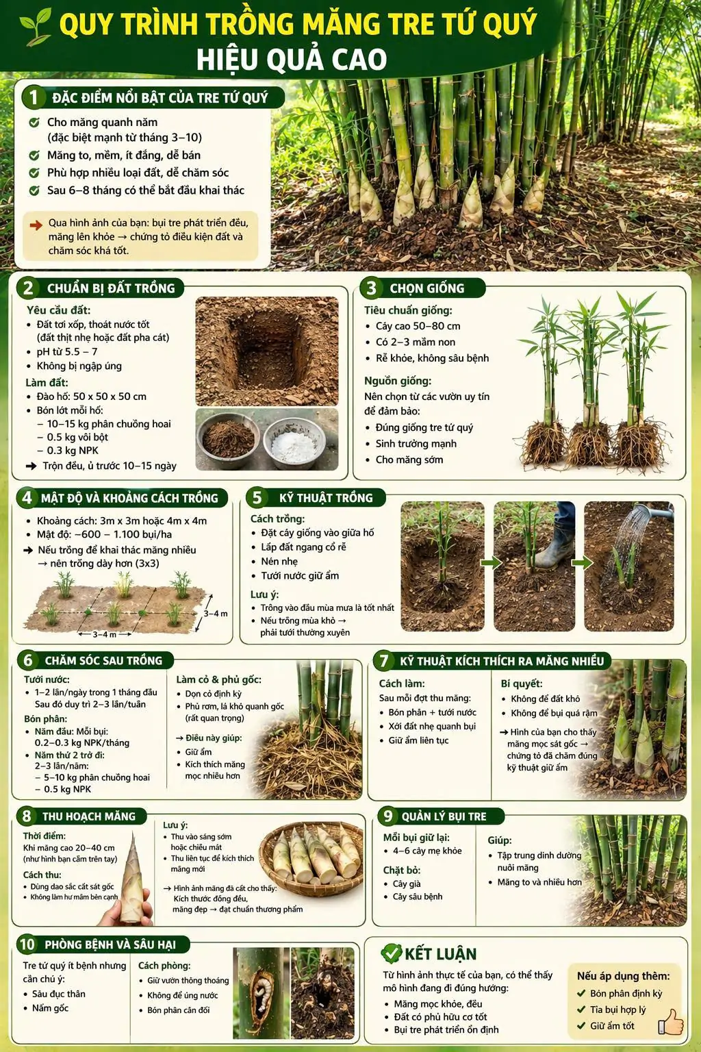 C&aacute;ch trồng măng tre tứ qu&yacute; hiệu quả