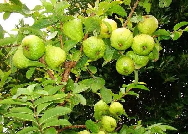 TRI THỨC NHÀ NÔNG