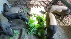 Chè Khổng Lồ