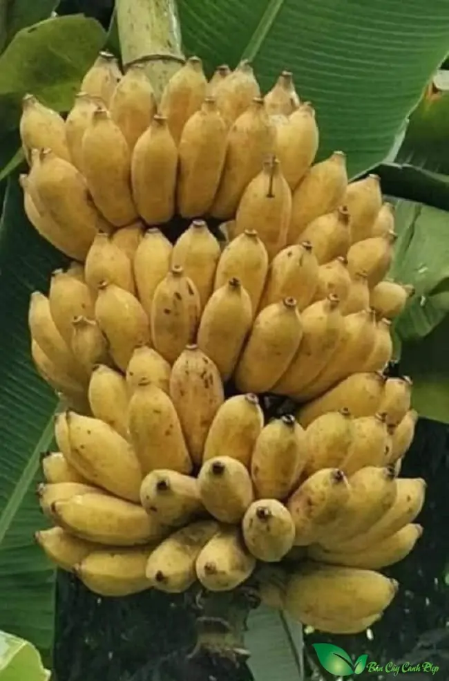 Giống Gà Serama