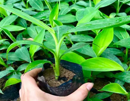 TRI THỨC NHÀ NÔNG