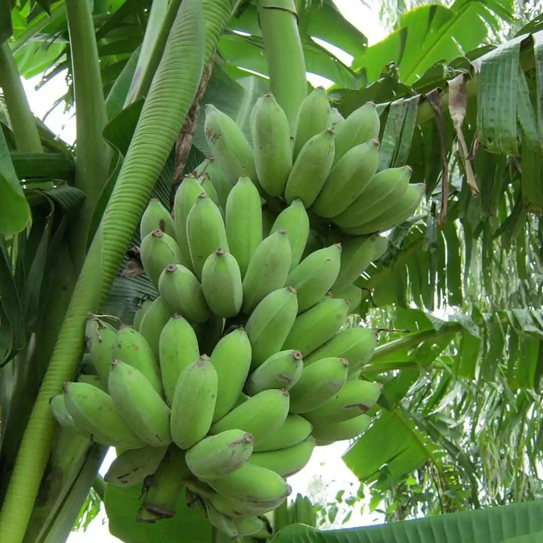 công dụng chuối sáp nghệ