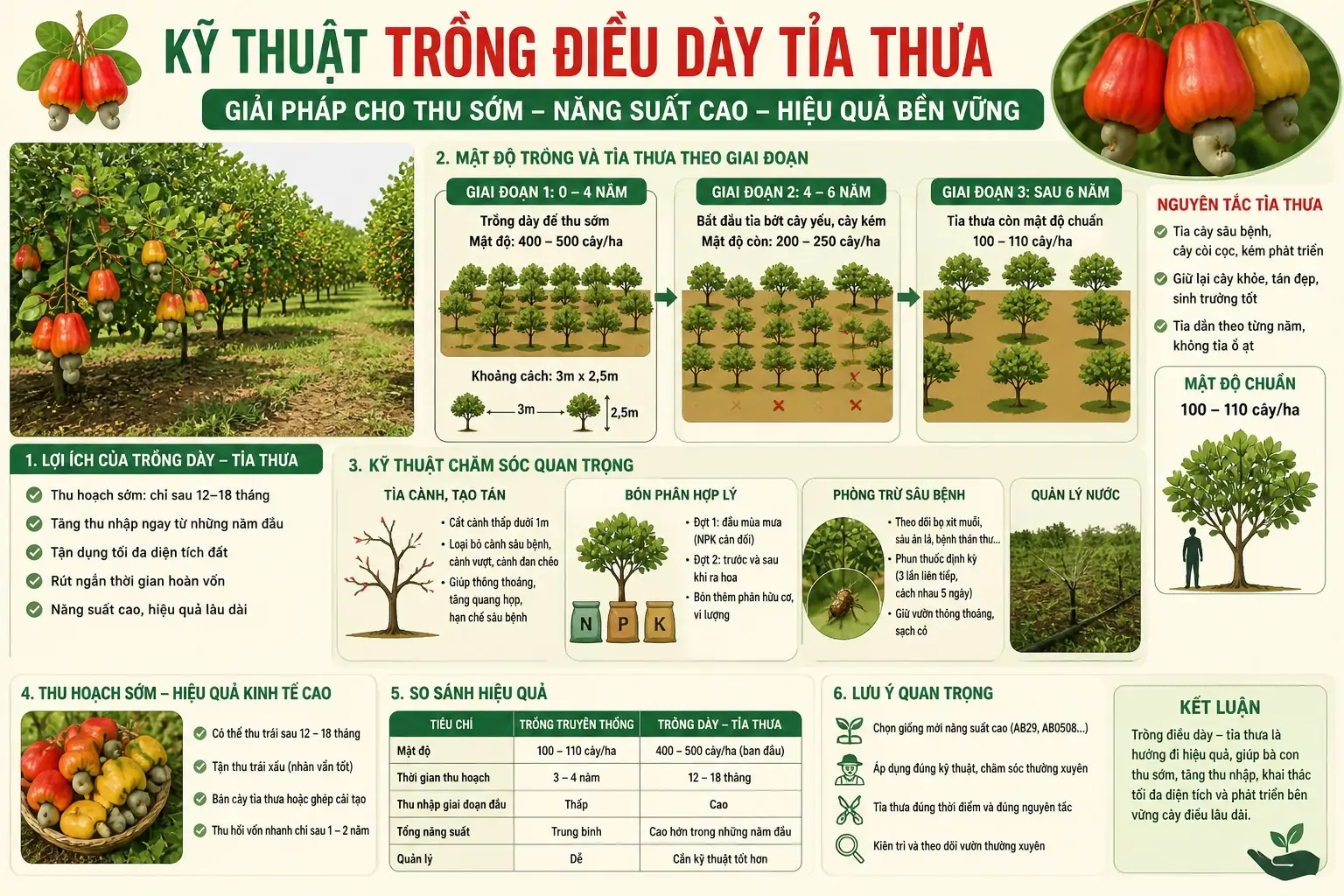 Kỹ thuật Trồng Điều Dày Tỉa Thưa