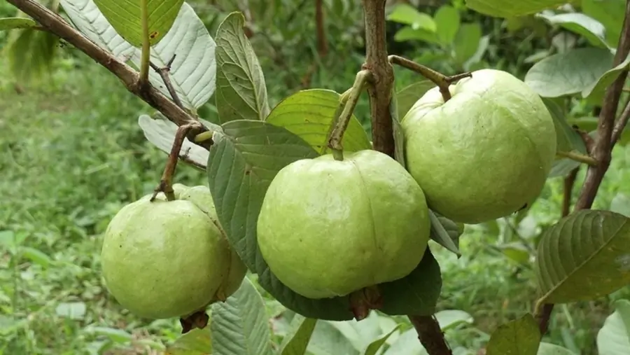 TRI THỨC NHÀ NÔNG