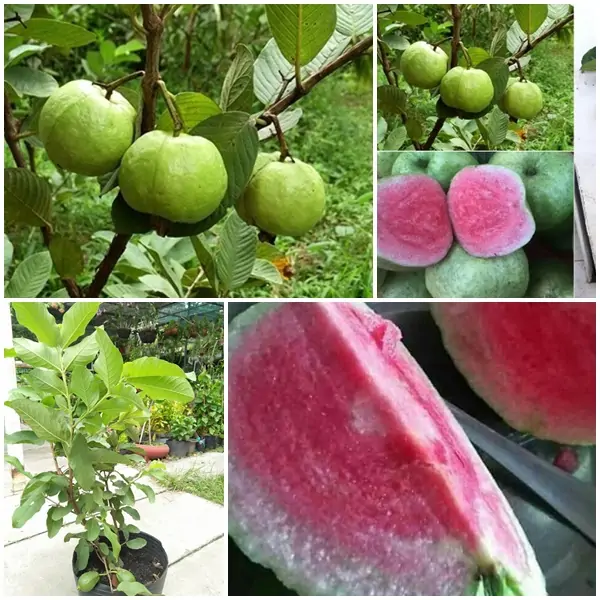Cây Ổi Ruby