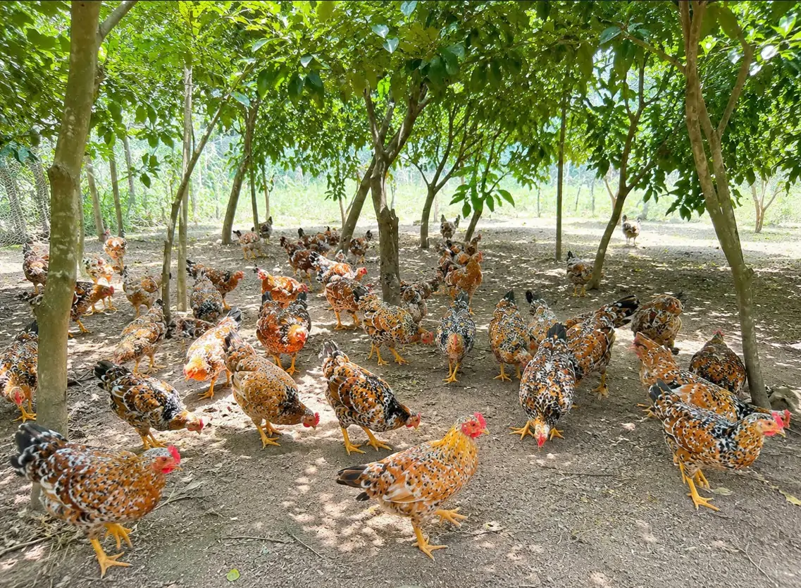 Cách chăm sóc gà ri hoa mơ Tiên Yên