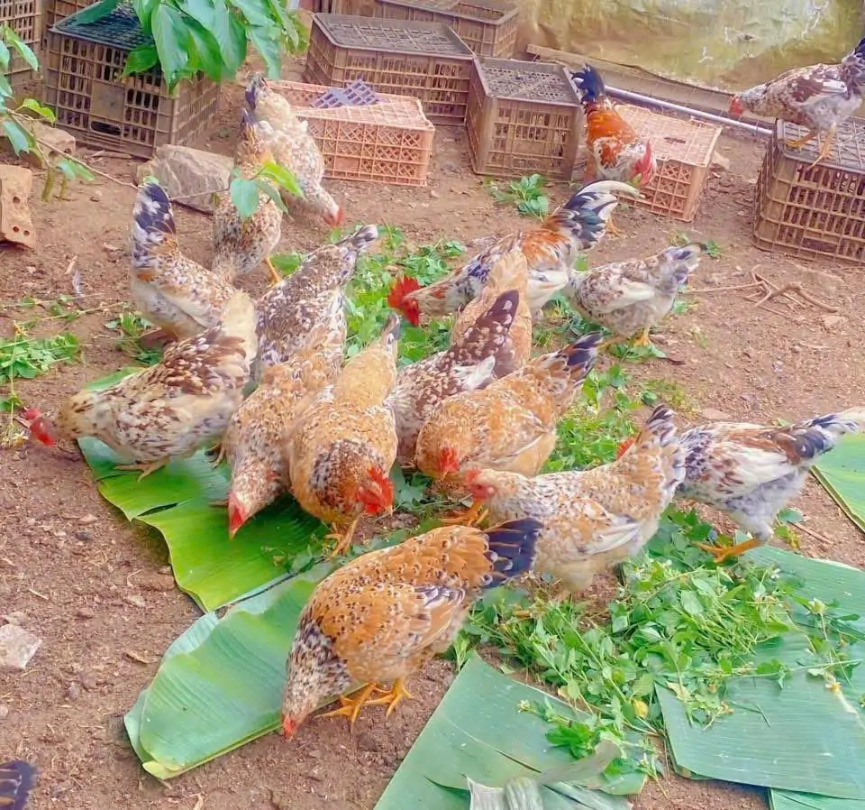 Cách chăm sóc gà ri hoa mơ Tiên Yên