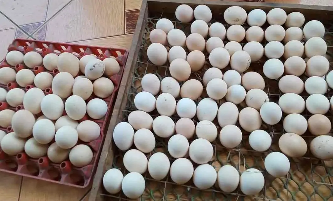 Trứng gà hơ mông