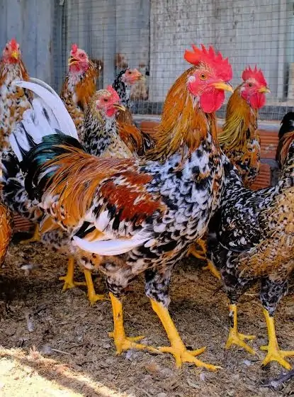 Công dụng của trứng chim trĩ: Sự thật dưới góc nhìn khoa học