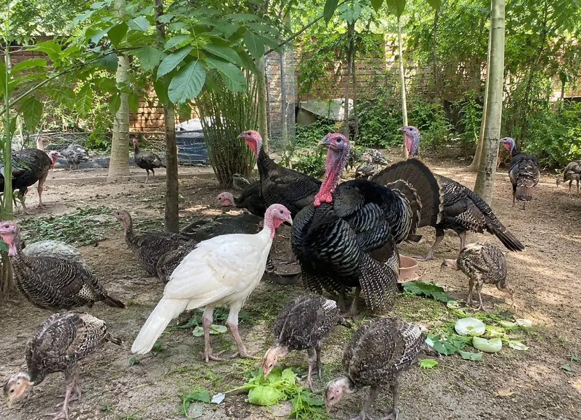 Các bệnh thường gặp trên Gà Sao