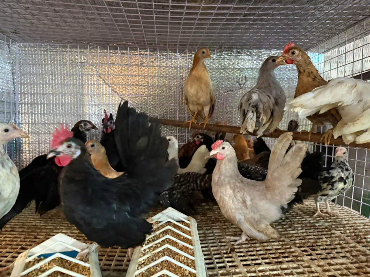 Gà choai, gà hậu bị