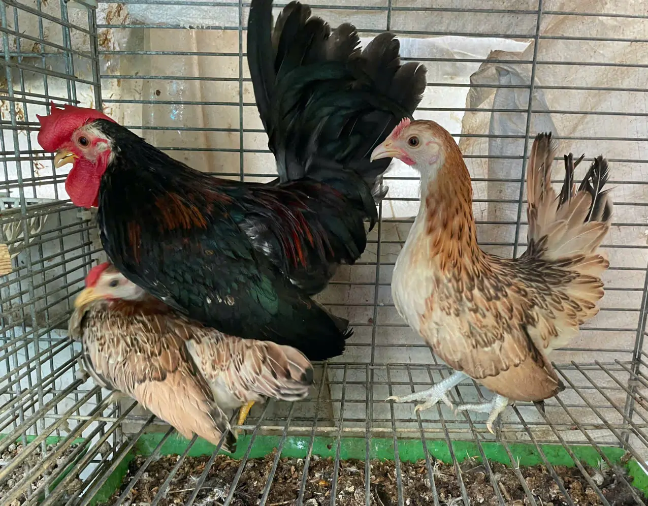 G&agrave; tre th&aacute;i