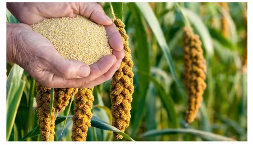 Kỹ thuật nuôi vịt Call Duck tại nhà hiệu quả