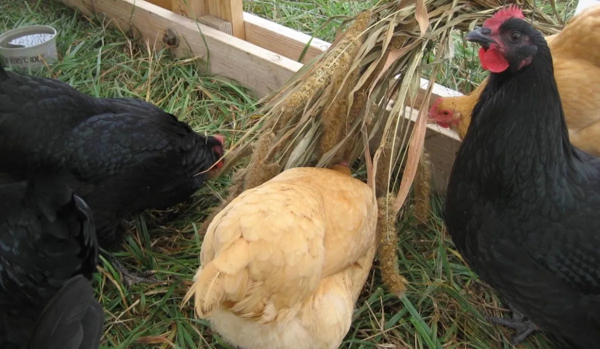 Hạt k&ecirc; v&agrave;ng, k&ecirc; đỏ trong chăn nu&ocirc;i gia cầm