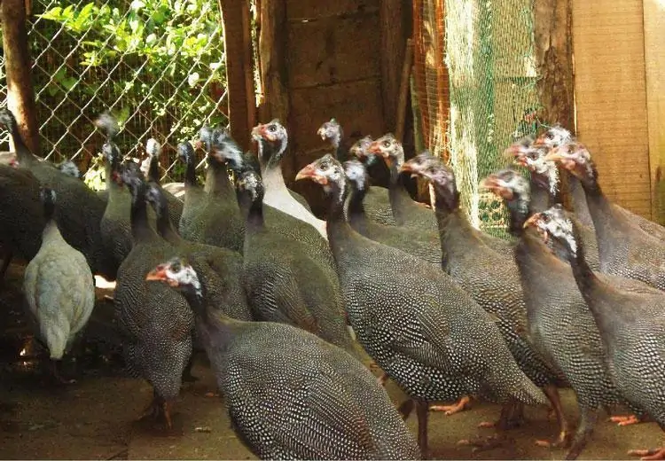Kỹ thuật ấp trứng gà sao
