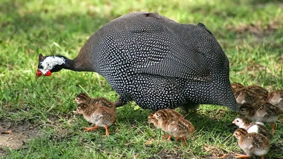 Kỹ thuật ấp trứng gà sao