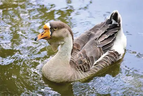 TRI THỨC NHÀ NÔNG