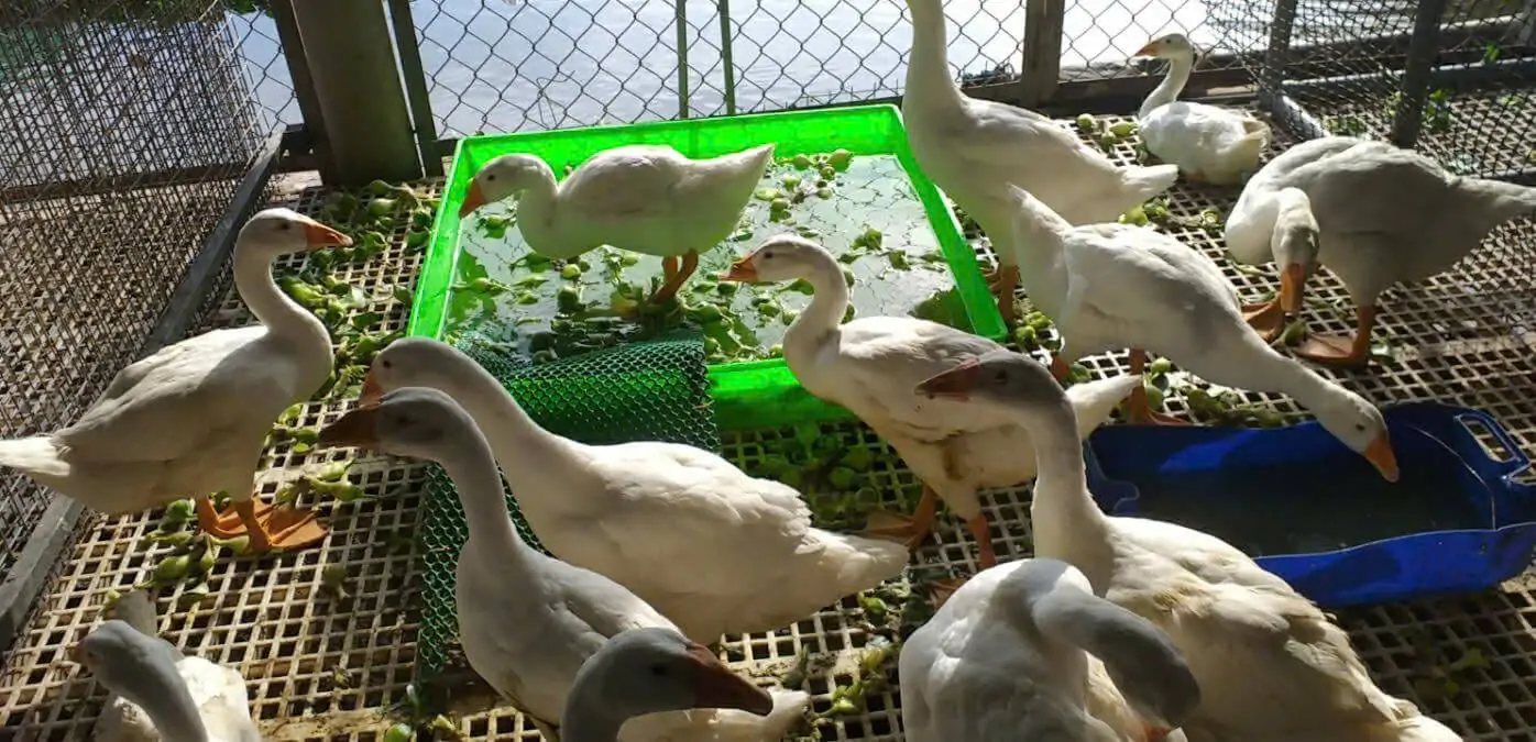 Nuôi ngỗng trắng phong thủy 