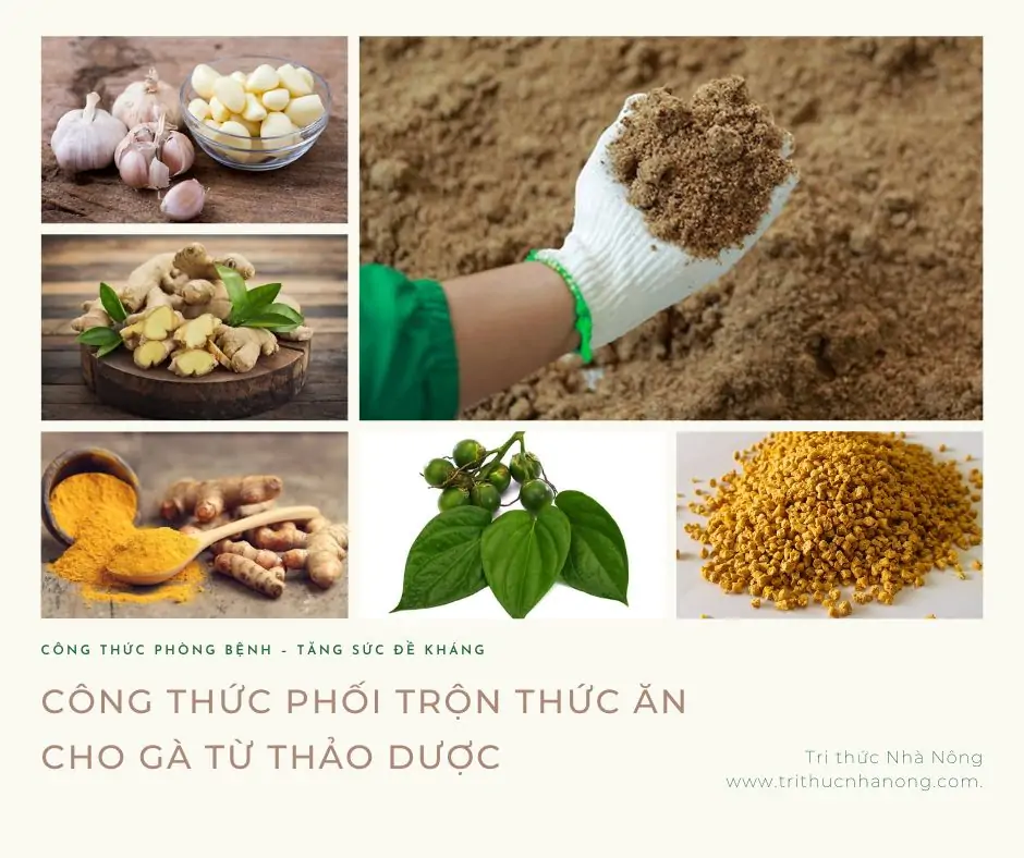 Phối trộn thức ăn cho gà từ thảo dược