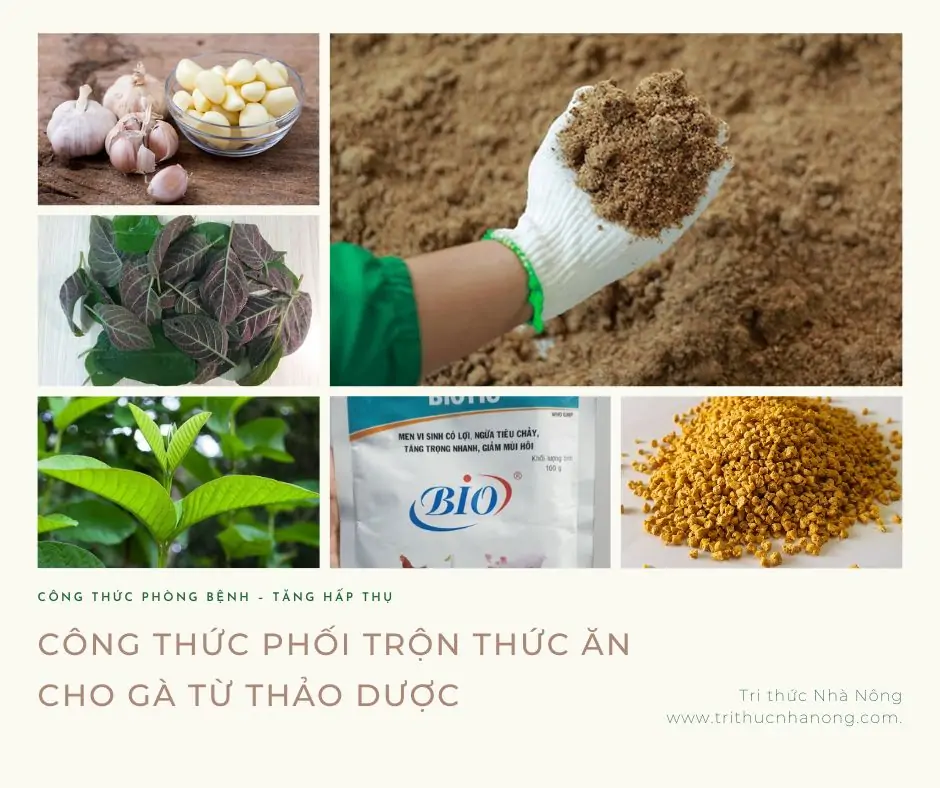 Phối trộn thức ăn cho gà từ thảo dược