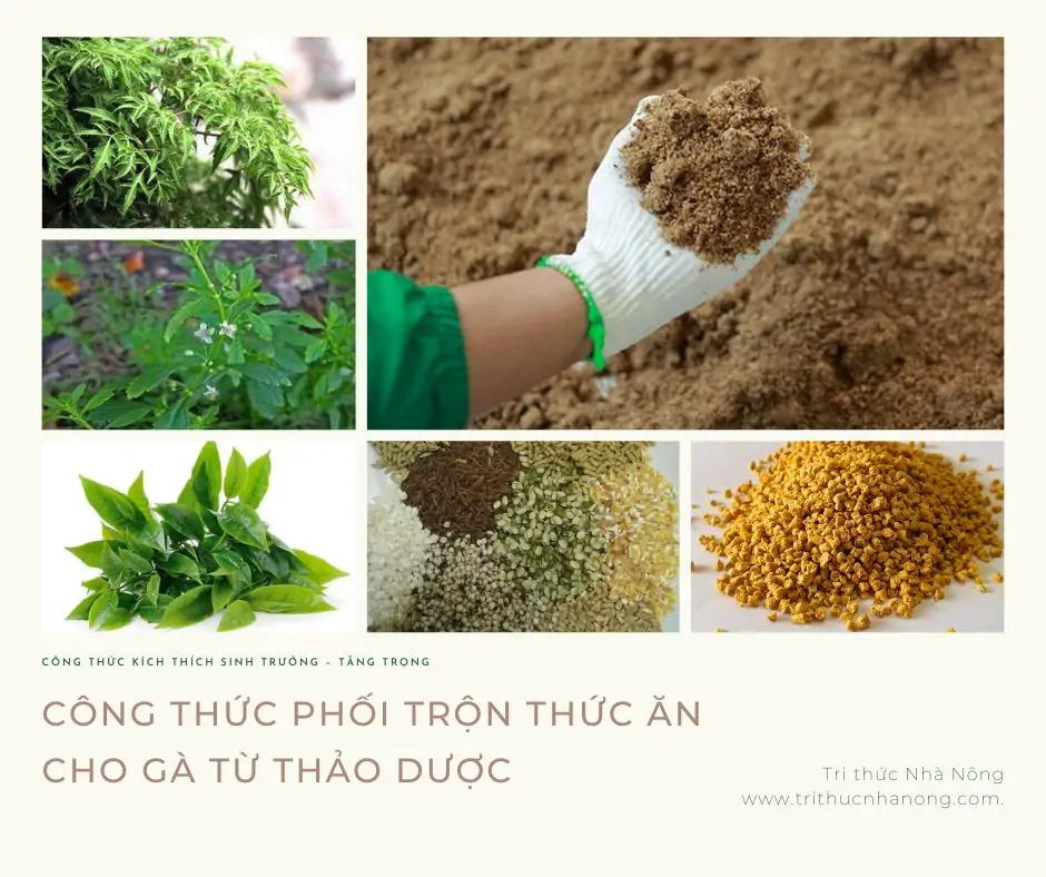 Phối trộn thức ăn cho gà từ thảo dược