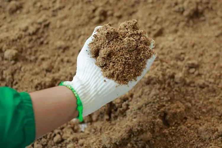 Kỹ thuật nuôi gà Kỳ Lân kiểng tại nhà – Dễ hay khó?