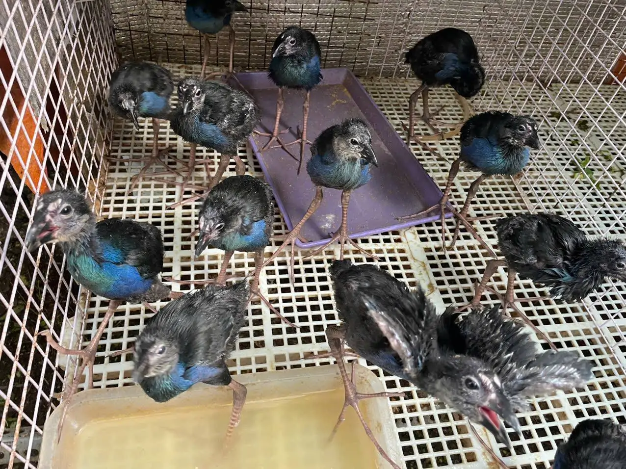 Mô hình chăn nuôi chim trích cồ 