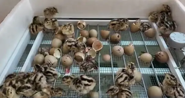 Cách ấp trứng chim trĩ