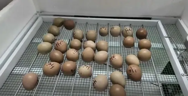 cách ấp trứng chim trĩ