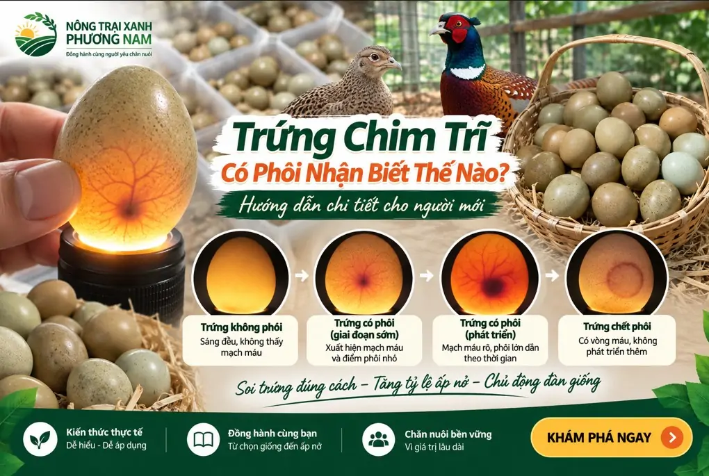 Men vi sinh tiêu hóa, giúp đàn vật nuôi ăn khỏe