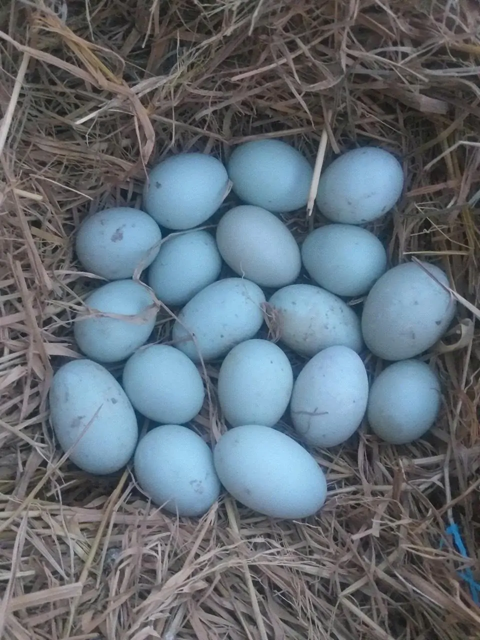 Trứng Vịt trời