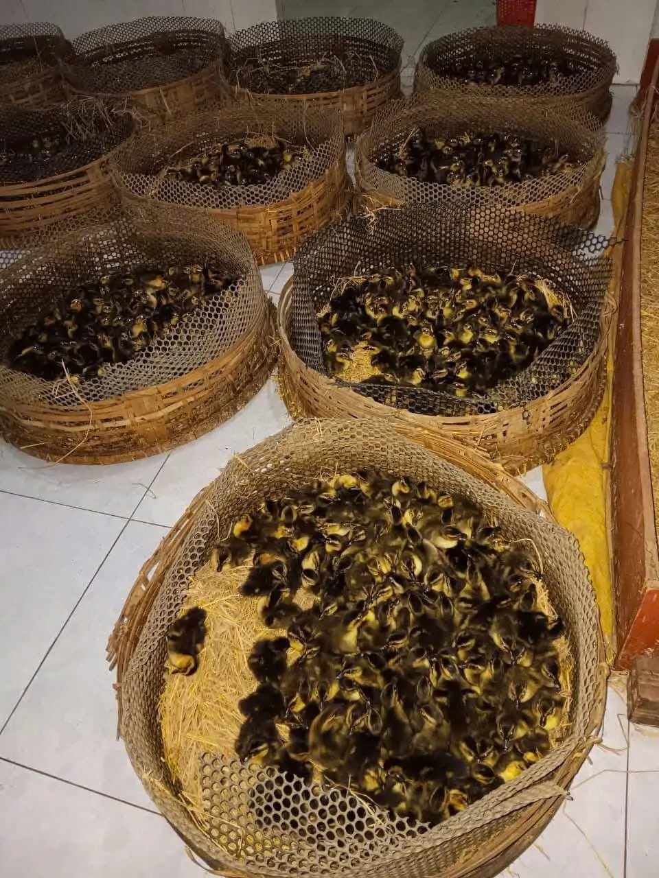 Trứng Vịt trời
