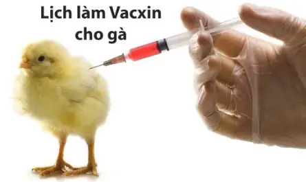 Lịch vaccine cho gà
