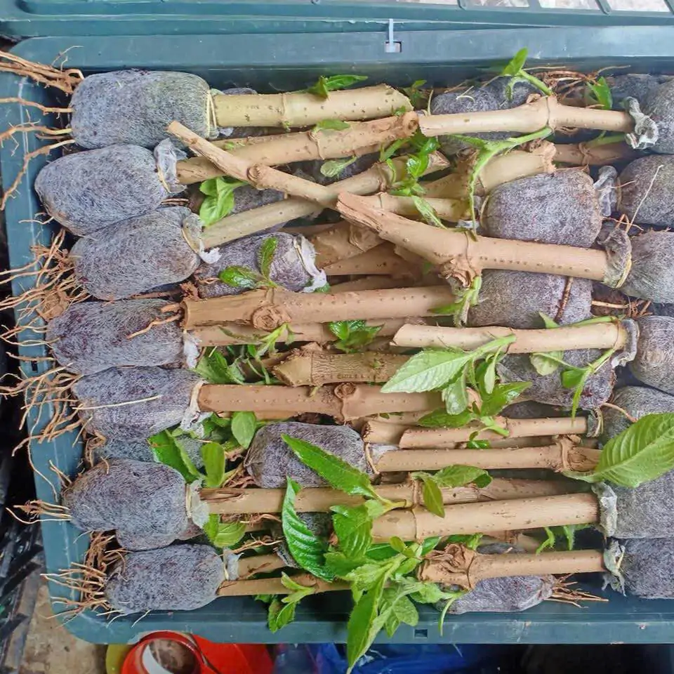 TRI THỨC NHÀ NÔNG