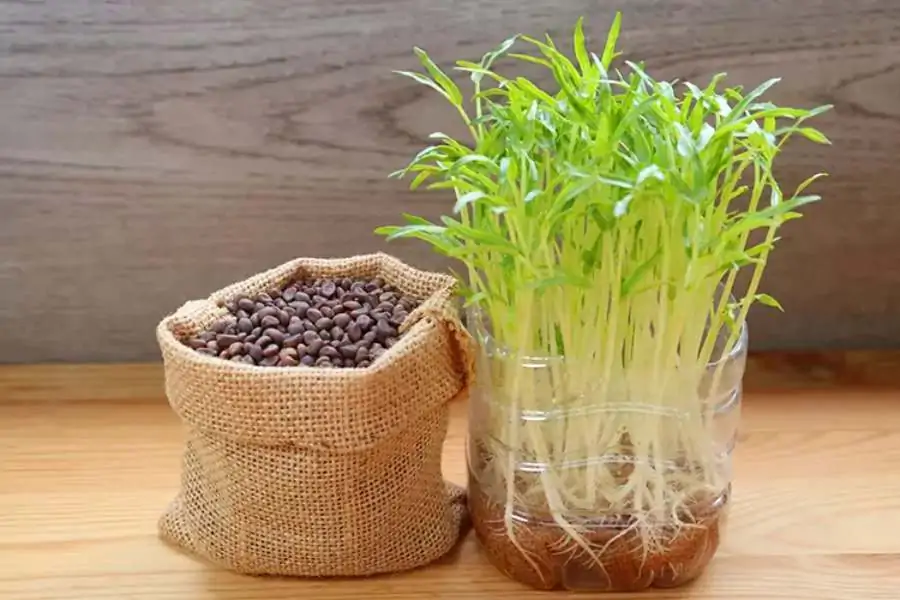 Trồng rau mầm