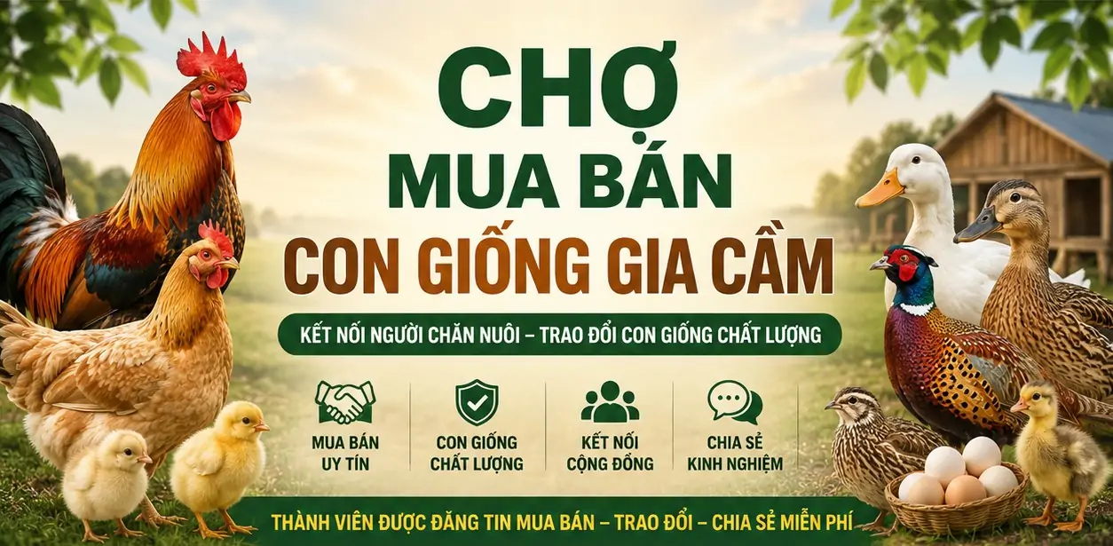 Cộng đồng