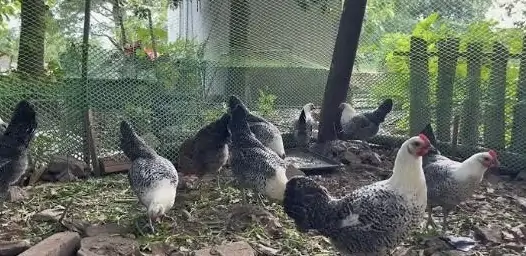 Vịt Call Duck