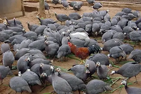 Mô hình nuôi gà sao hiệu quả cho người mới bắt đầu
