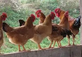 Giống Vịt Call Duck