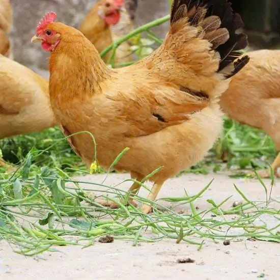 Kỹ thuật nuôi gà Serama